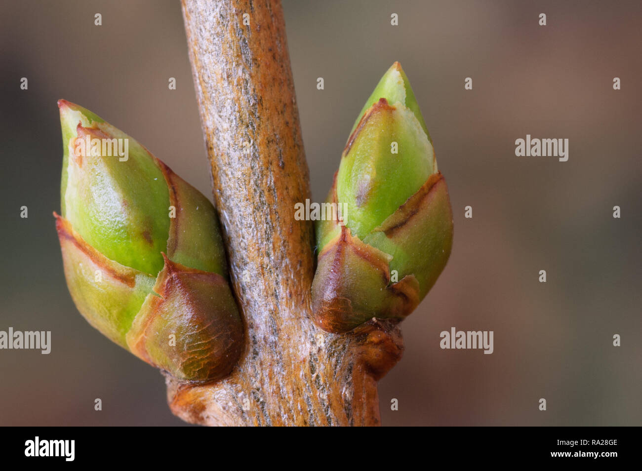 Lilac (Syringa vulgaris) lateral buds in spring Stock Photo Alamy