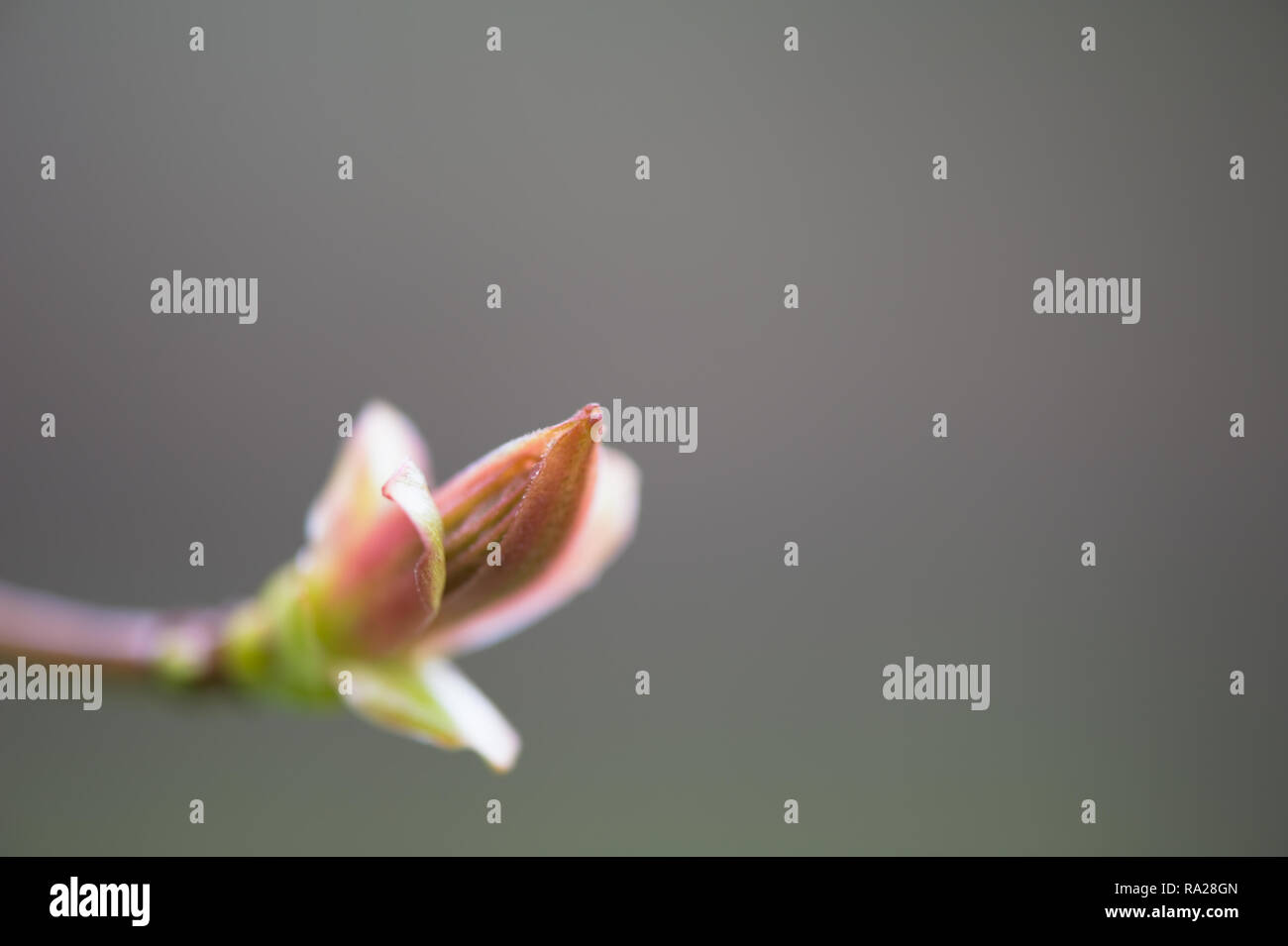 Budding leaf in spring. Selective focus and shallow depth of field ...