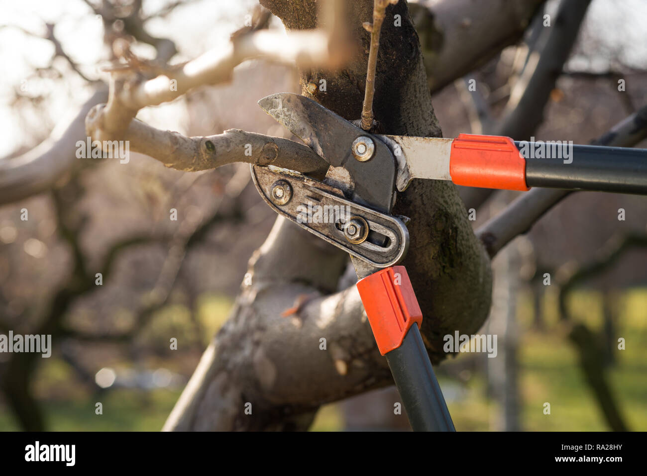 Pruning fruit trees hires stock photography and images Alamy