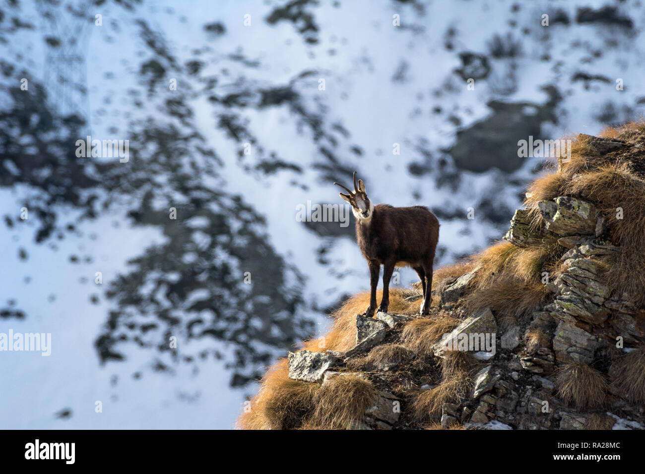 Alpine chamois. Gran Paradiso National Park, Italy Stock Photo Alamy