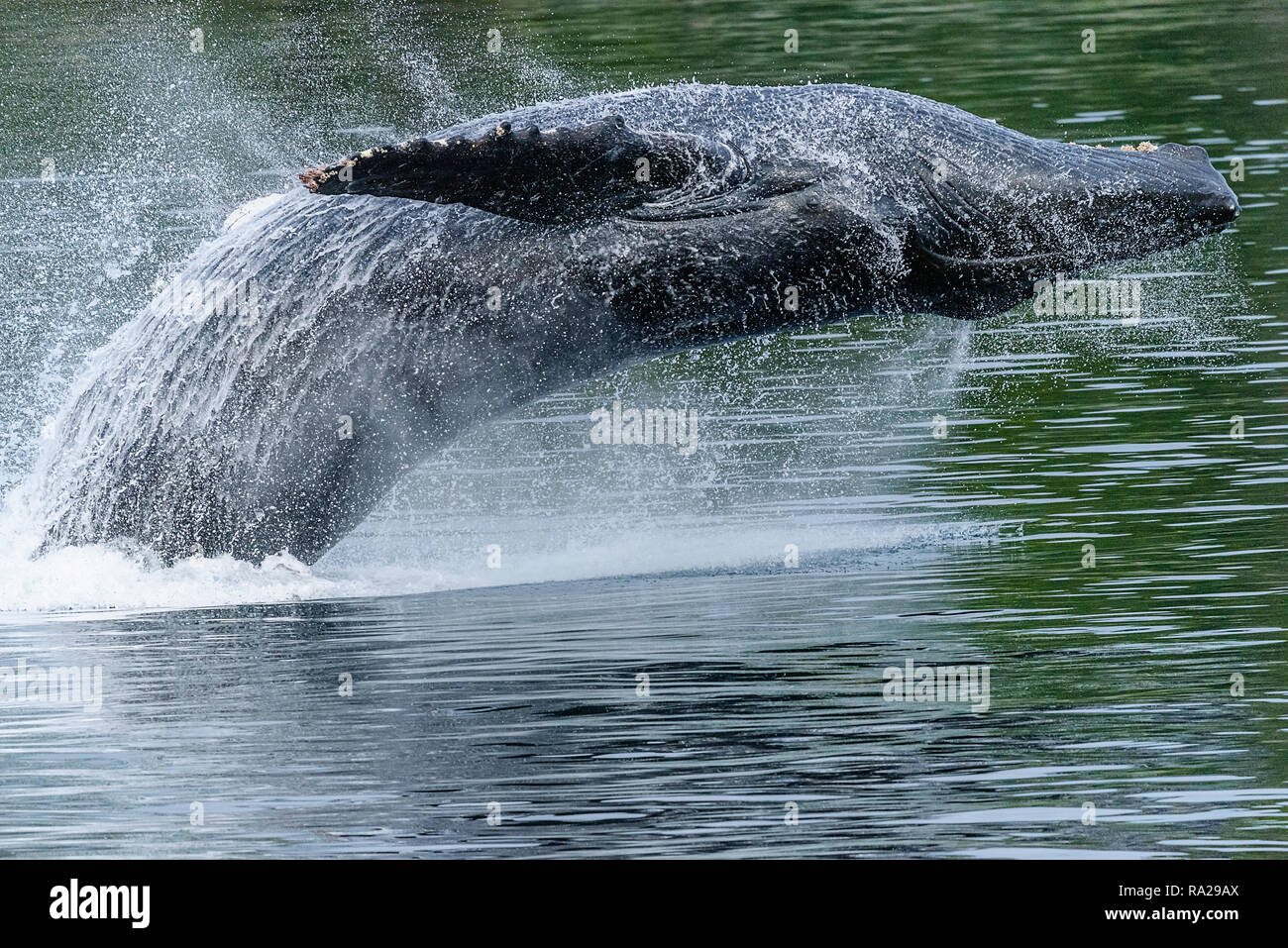 Humpback Whale Breach Stock Photo - Alamy