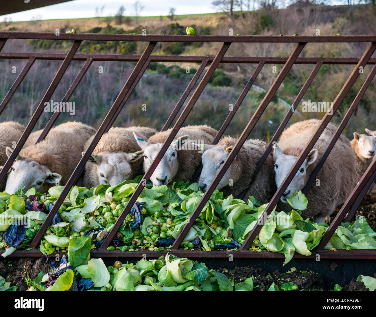 Close up of sheep eating Brussels sprouts and cabbage leaves in grate, East Lothian, Scotland, UK Stock Photo