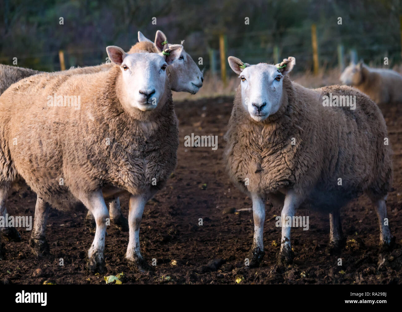 Close up of pair of sheep looking at camera, East Lothian, Scotland, UK Stock Photo