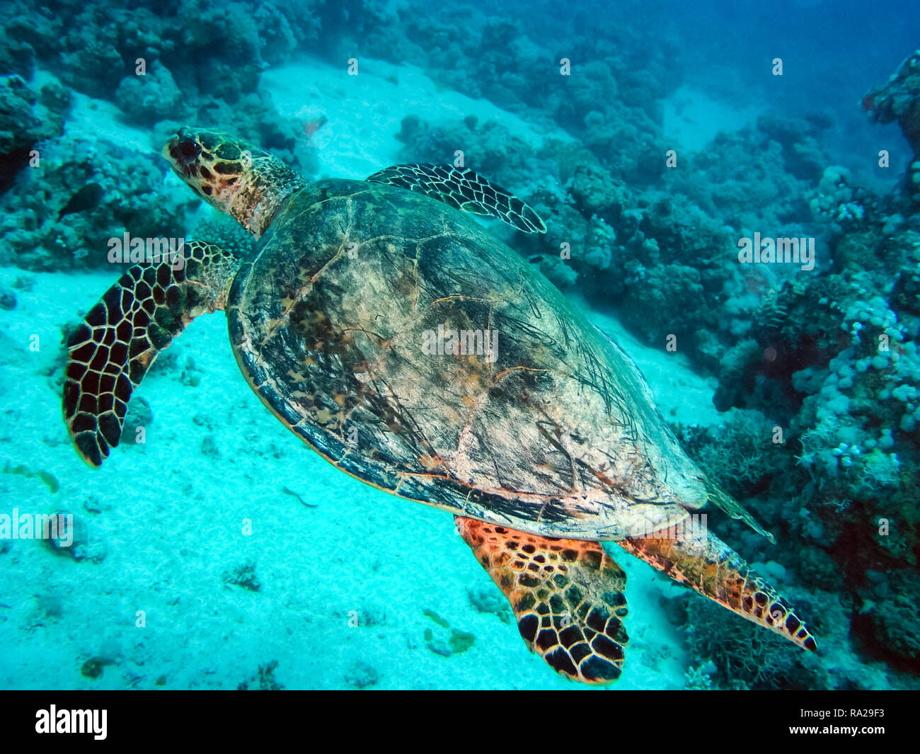Sea turtle in the sea under water swims. Marine reptile. Underwater shooting. Coral reef and its