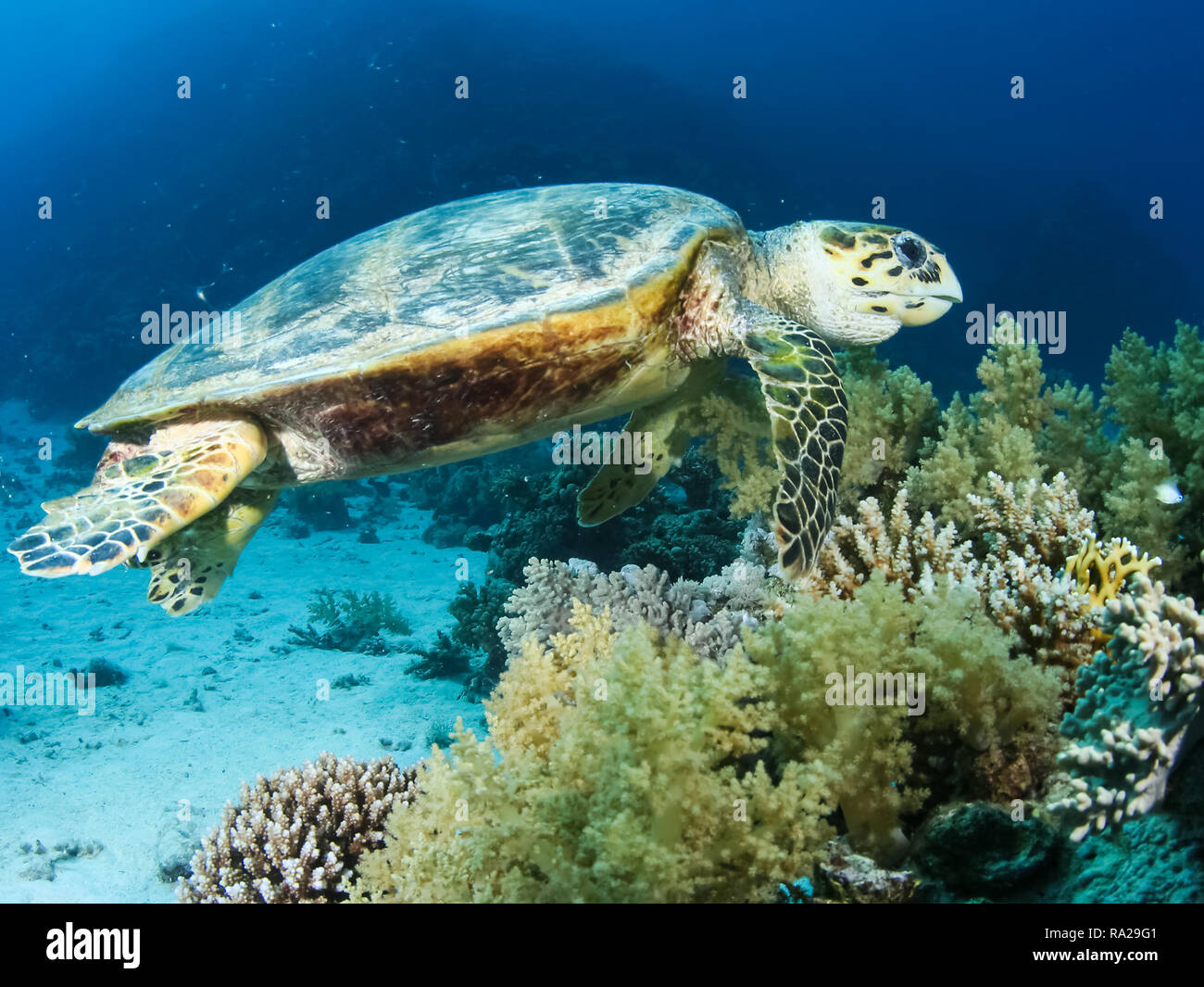 Sea turtle in the sea under water swims. Marine reptile. Underwater ...