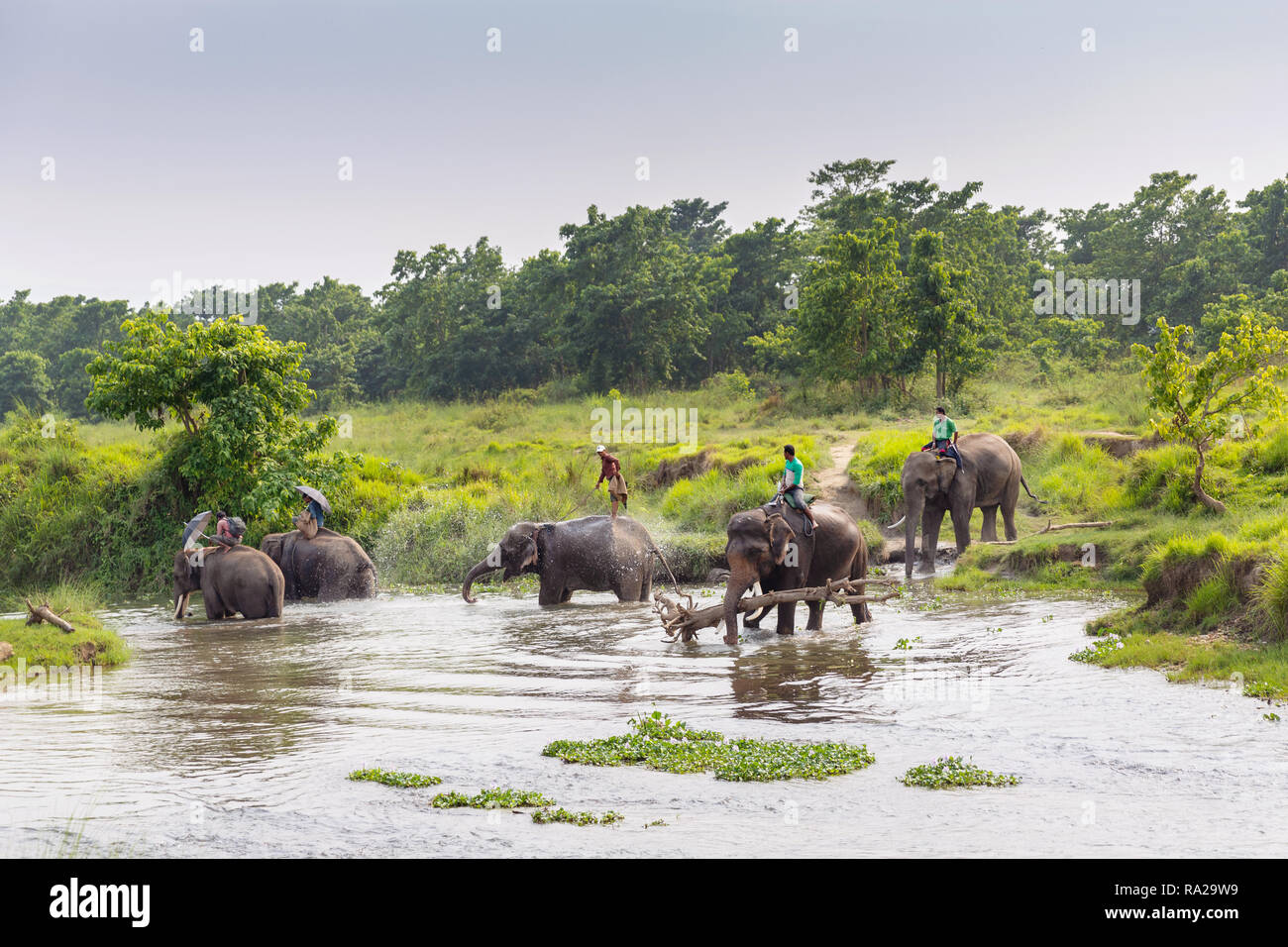 Nepali men riding Asian elephants  (Elephas maximus) while crossing the Rapti River in Chitwan National Park, Kasara Chitwan, Nepal, Asia Stock Photo