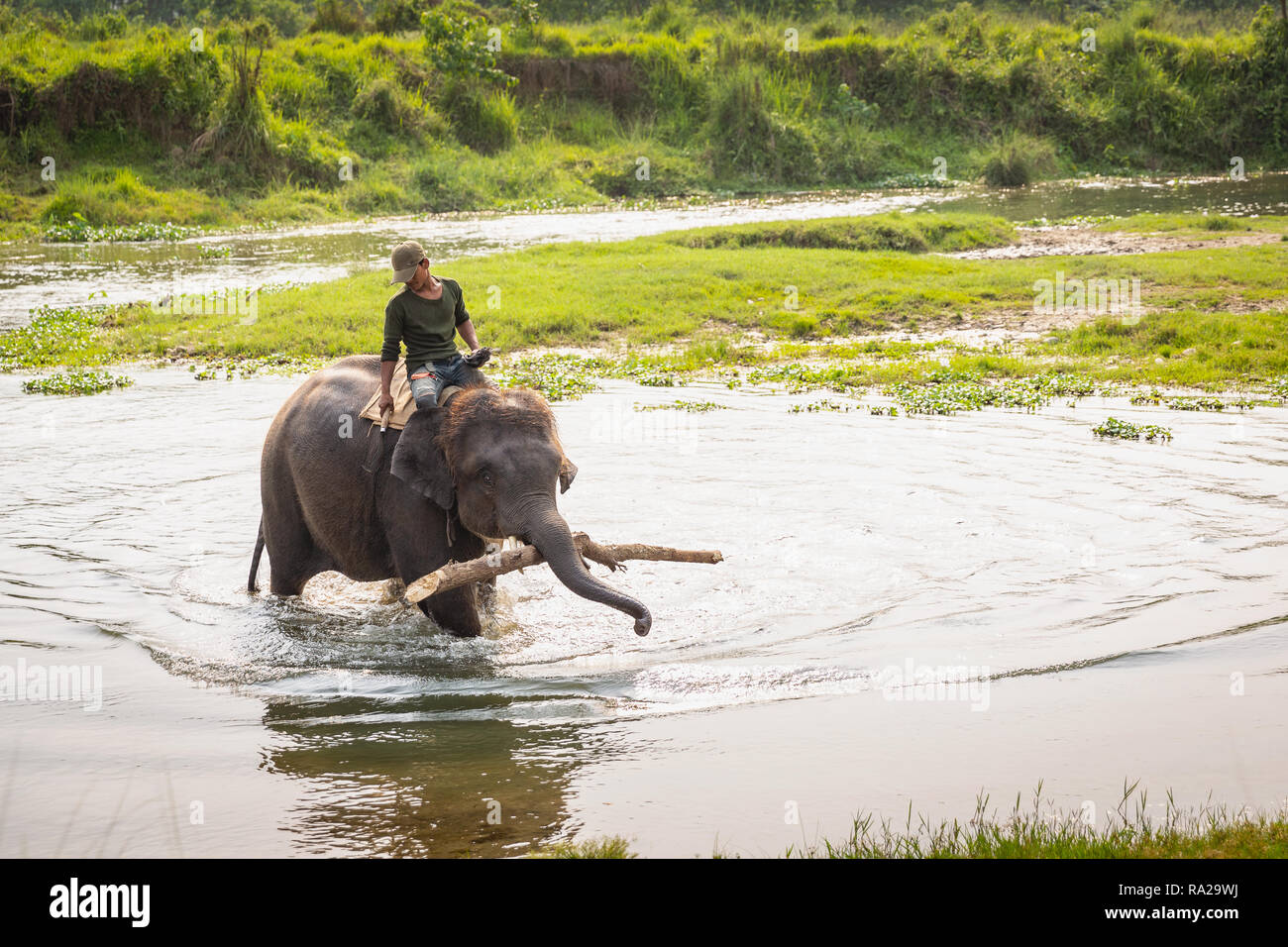 Nepali man riding an Asian elephant (Elephas maximus) while crossing the Rapti River in Chitwan National Park, Kasara Chitwan, Nepal, Asia Stock Photo