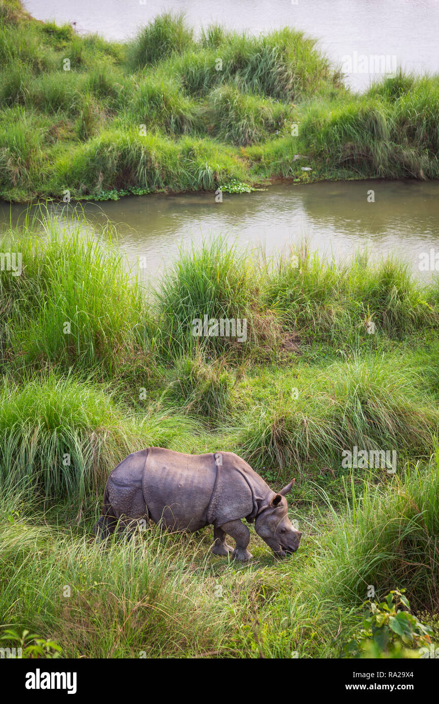 A young one-horned rhinoceros (Rhinoceros unicornis) eating grass next to the Rapti river in Chitwan National Park, Kasara Chitwan, Nepal, Asia Stock Photo