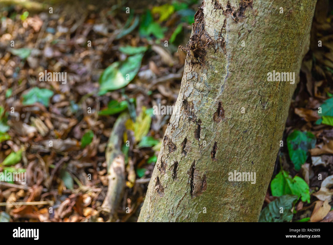 Claw marks of the Royal Bengal Tiger (Panthera tigris) on a tree in Chitwan National Park, Kasara, Nepal, Asia Stock Photo