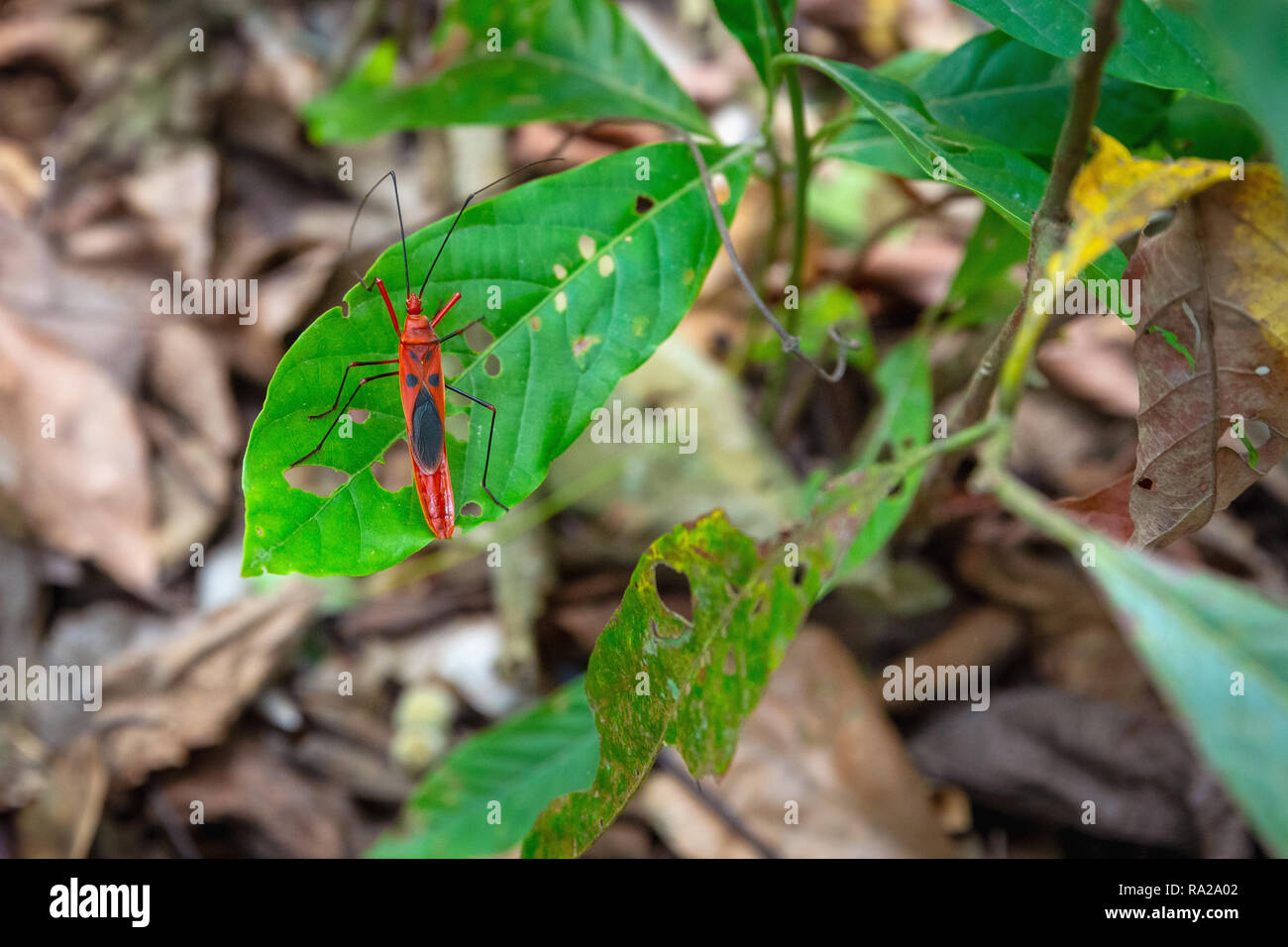 Red Cotton Bug, Dysdercus cingulatus, on a green leaf, Chitwan National Park, Kasara Chitwan, Nepal, Asia Stock Photo