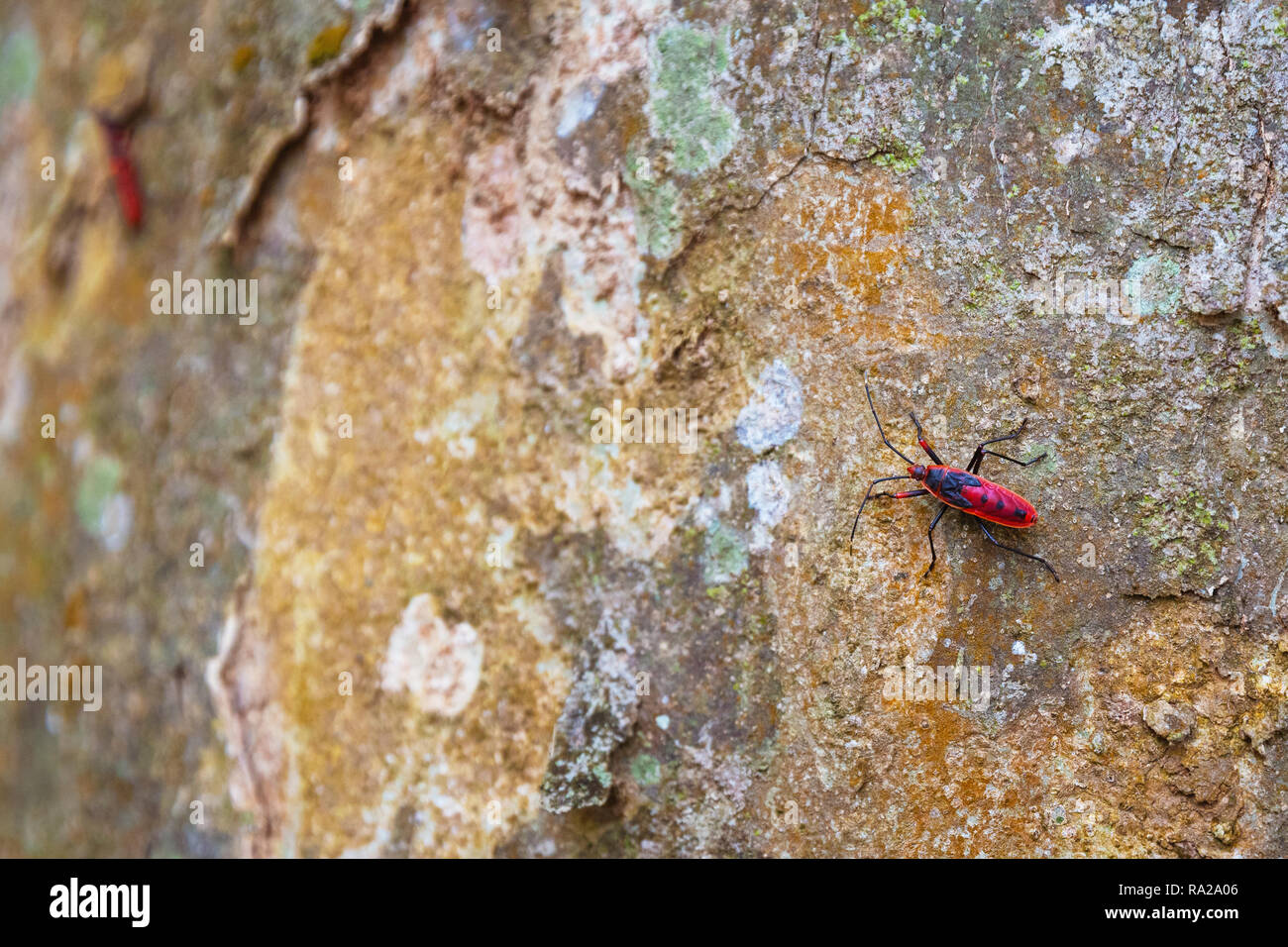 Red Cotton Bug, Dysdercus cingulatus, on a rock, Chitwan National Park, Kasara Chitwan, Nepal, Asia Stock Photo