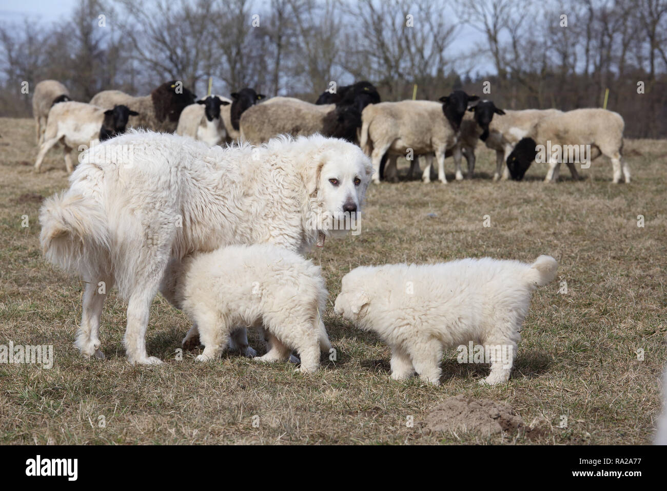 Patou Chien Stock Photos Patou Chien Stock Images Alamy
