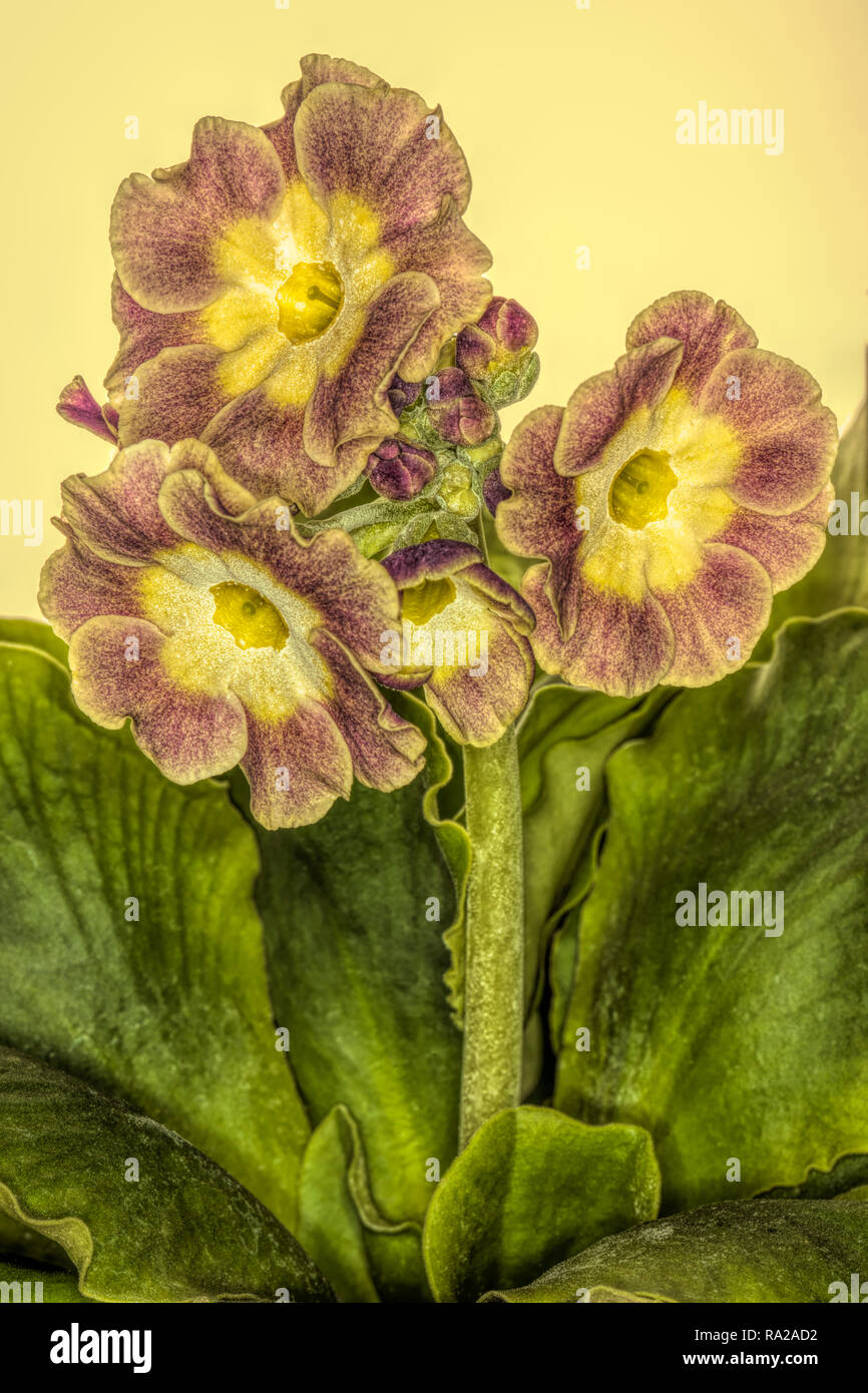 Close up of a single primula x pubescens auricula Stock Photo
