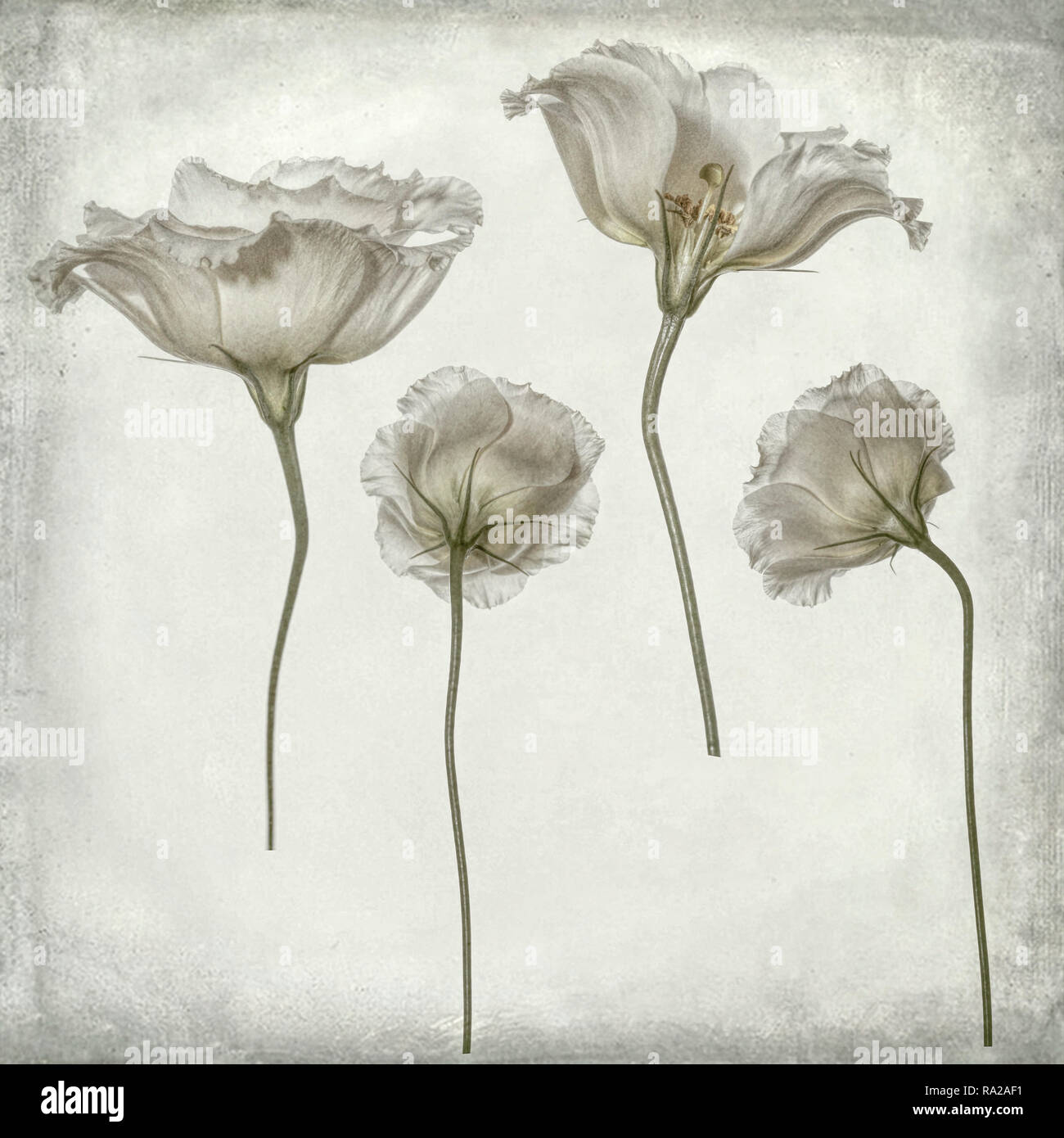 White lisianthus photographed from different angles arranged on a plain background, digital art photography Stock Photo