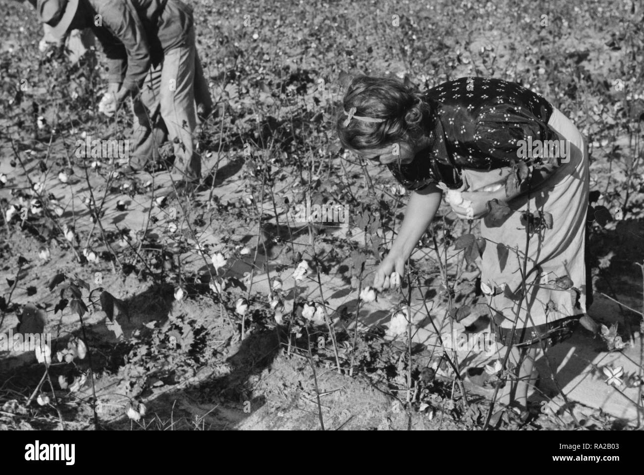 Mr. and Mrs. J.A. Johnson picking cotton, Statesville, North Carolina, circa 1939 Stock Photo
