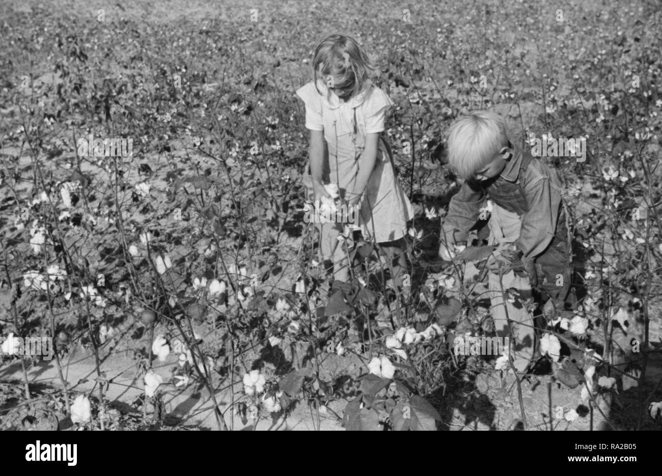 Two of J.A. Johnson's children in cotton field, Statesville, North Carolina, circa 1939 Stock Photo