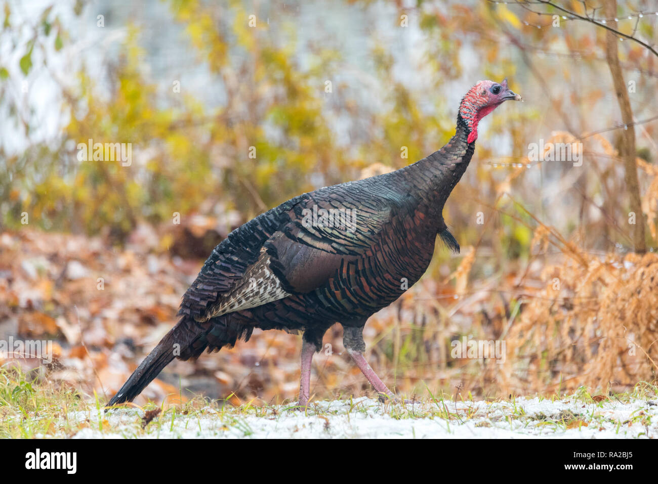 Eastern Wild Turkey (Meleagris gallopavo silvestris) hen in a autumn colored wooded yard pauses momentarily as if to pose for the camera. Stock Photo