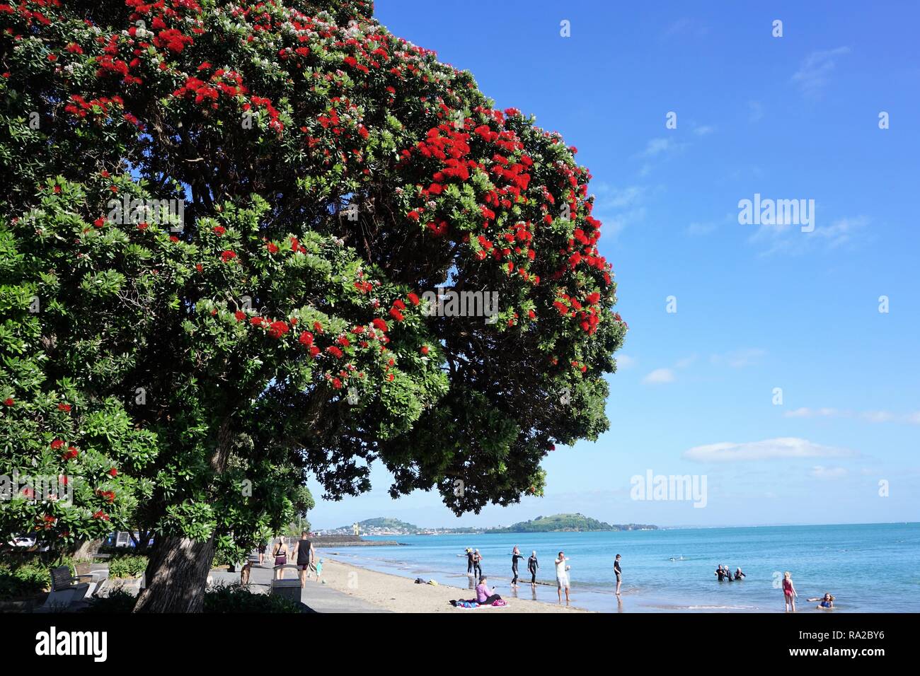 Pohutukawa Tree glowing Red against a Blue Sky on Mission Bay Beach, Auckland, New Zealand Stock Photo