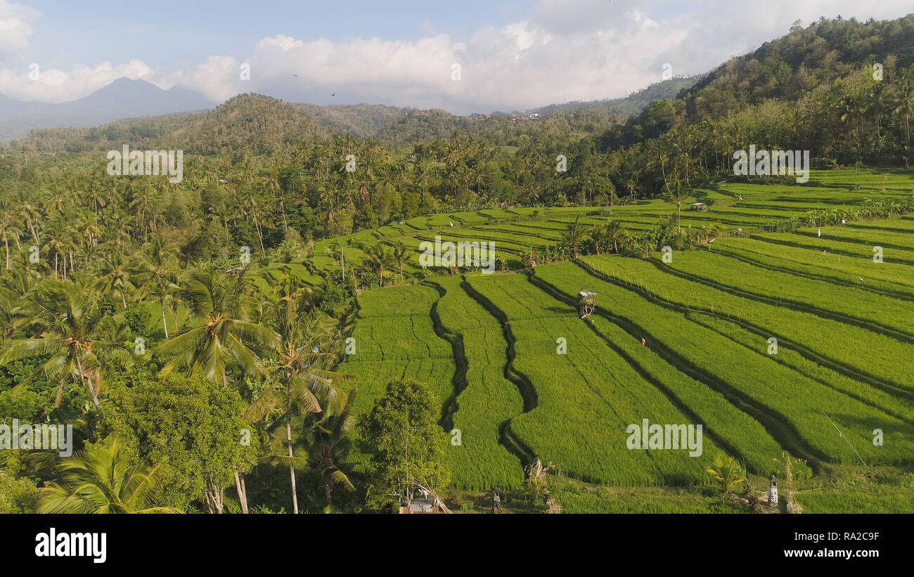green rice terraces, fields and agricultural land with crops. aerial view farmland with rice terrace agricultural crops in countryside Indonesia,Bali Stock Photo