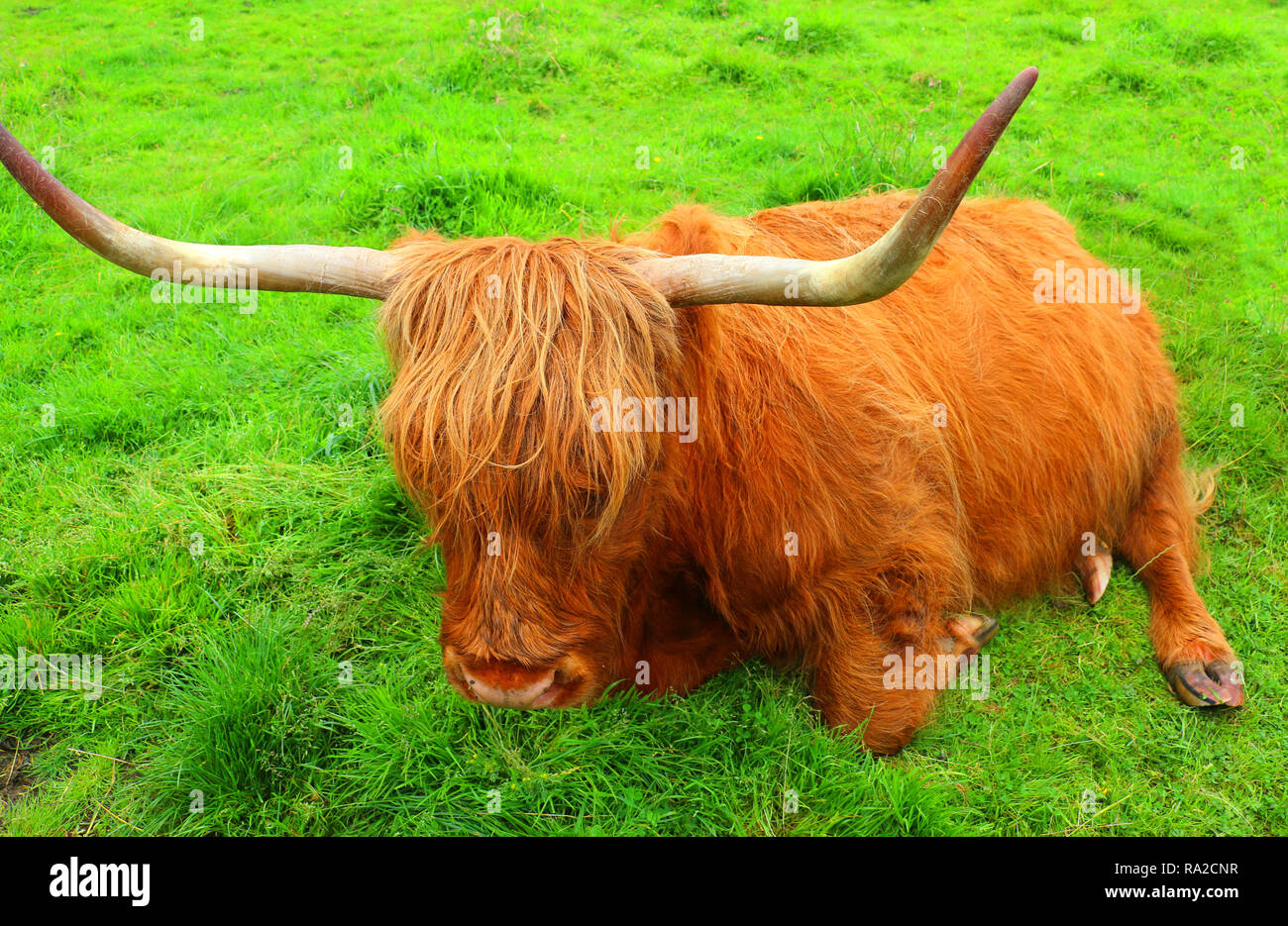 The resting red highland cow,Scotland Stock Photo