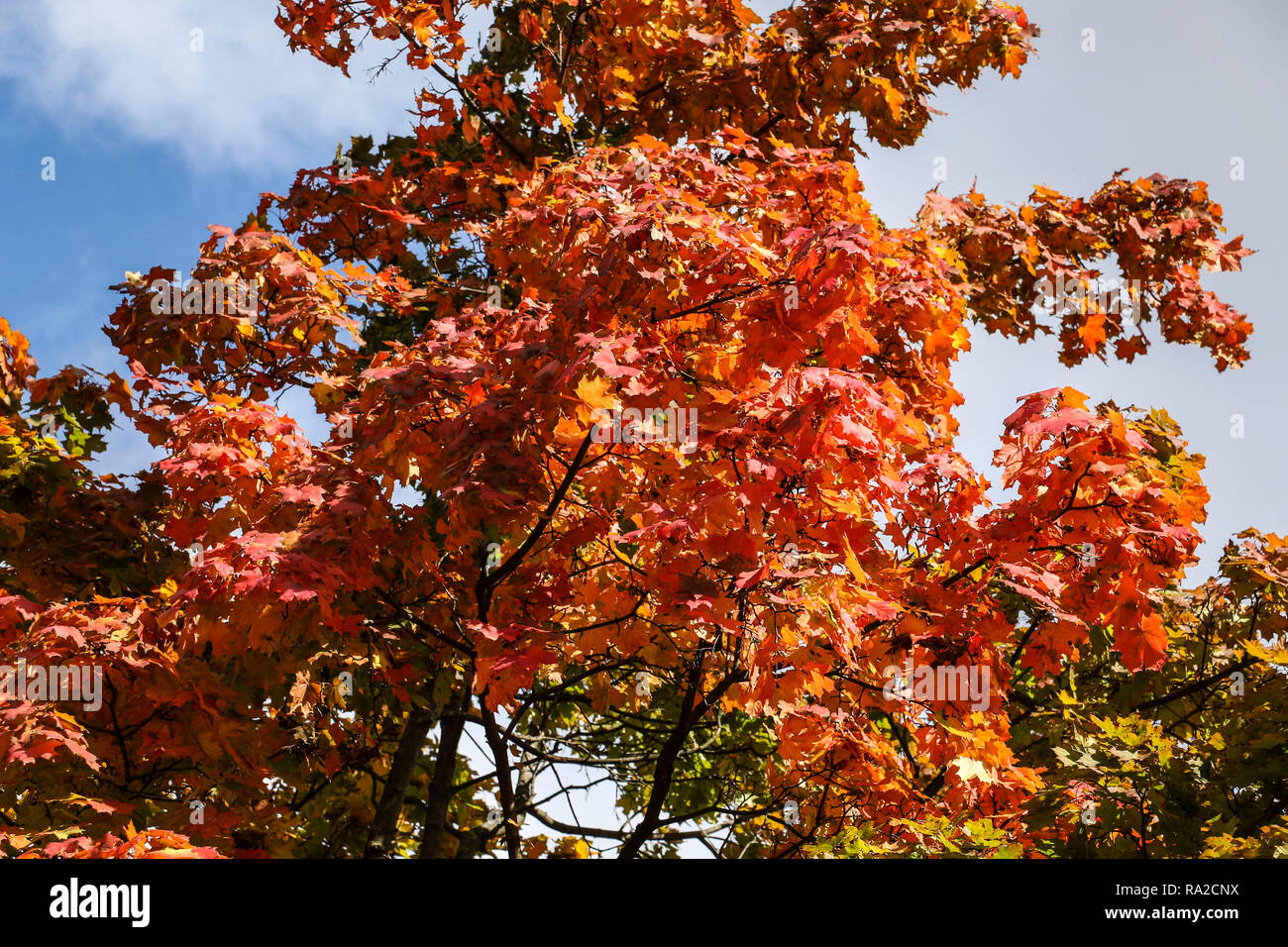 Maple tree with red leaves against the blue sky Stock Photo - Alamy