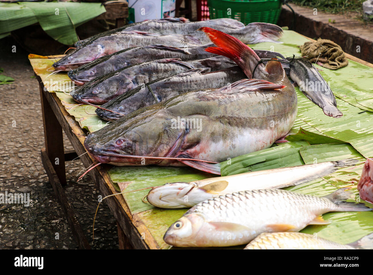 Freshly caught catfish on banana leaf in a fish market, Luang Prabang, Laos Stock Photo