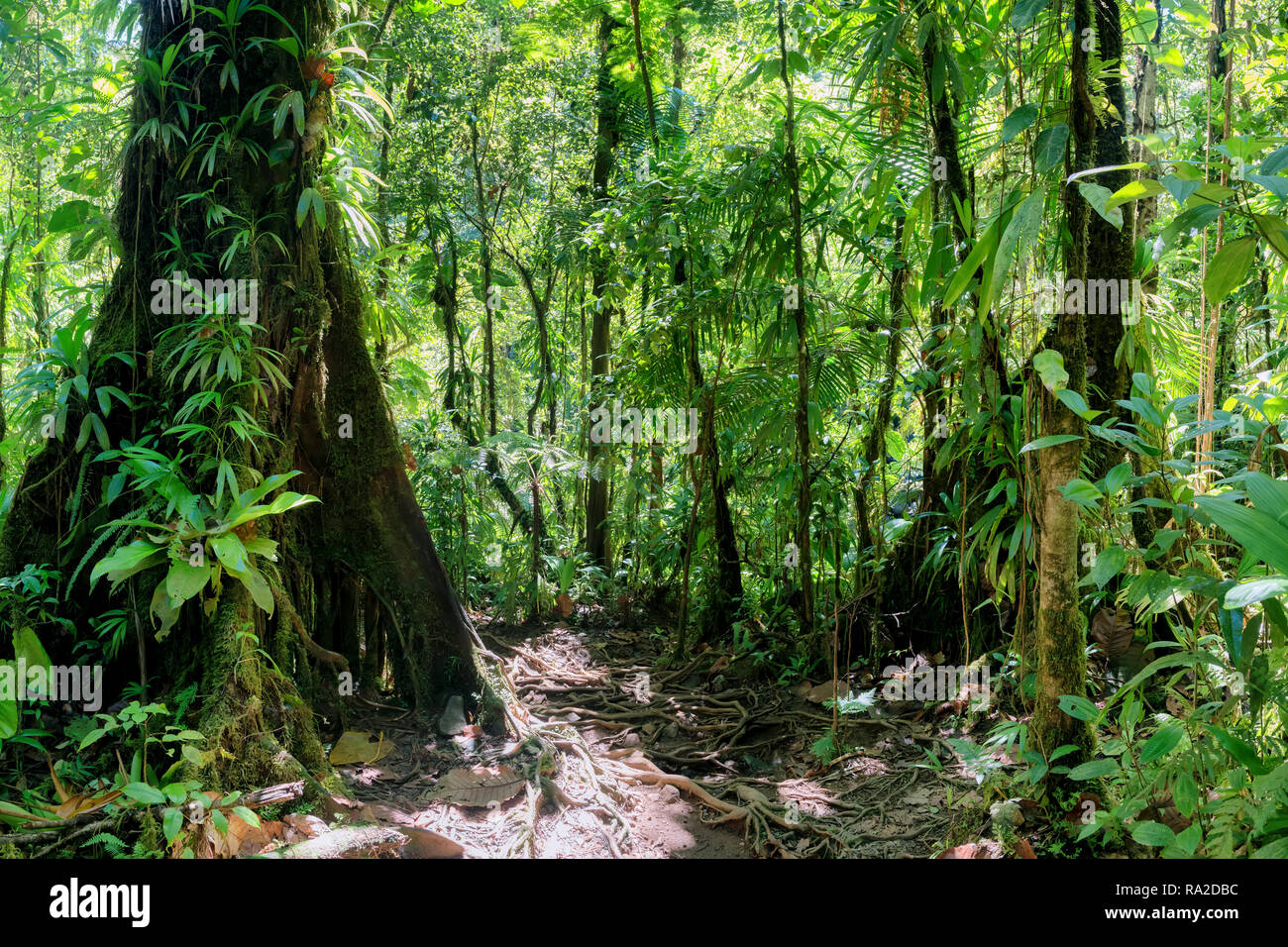 inside a green luxurious tropical jungle path, guadeloupe, french west indies Stock Photo