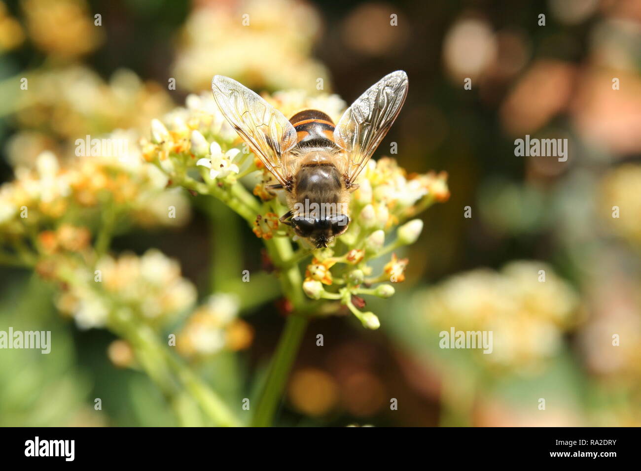 Australian Native Bee collecting pollen Stock Photo