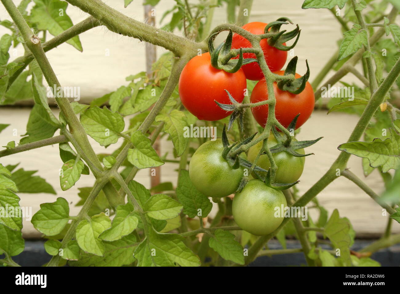 Tomato truss hires stock photography and images Alamy