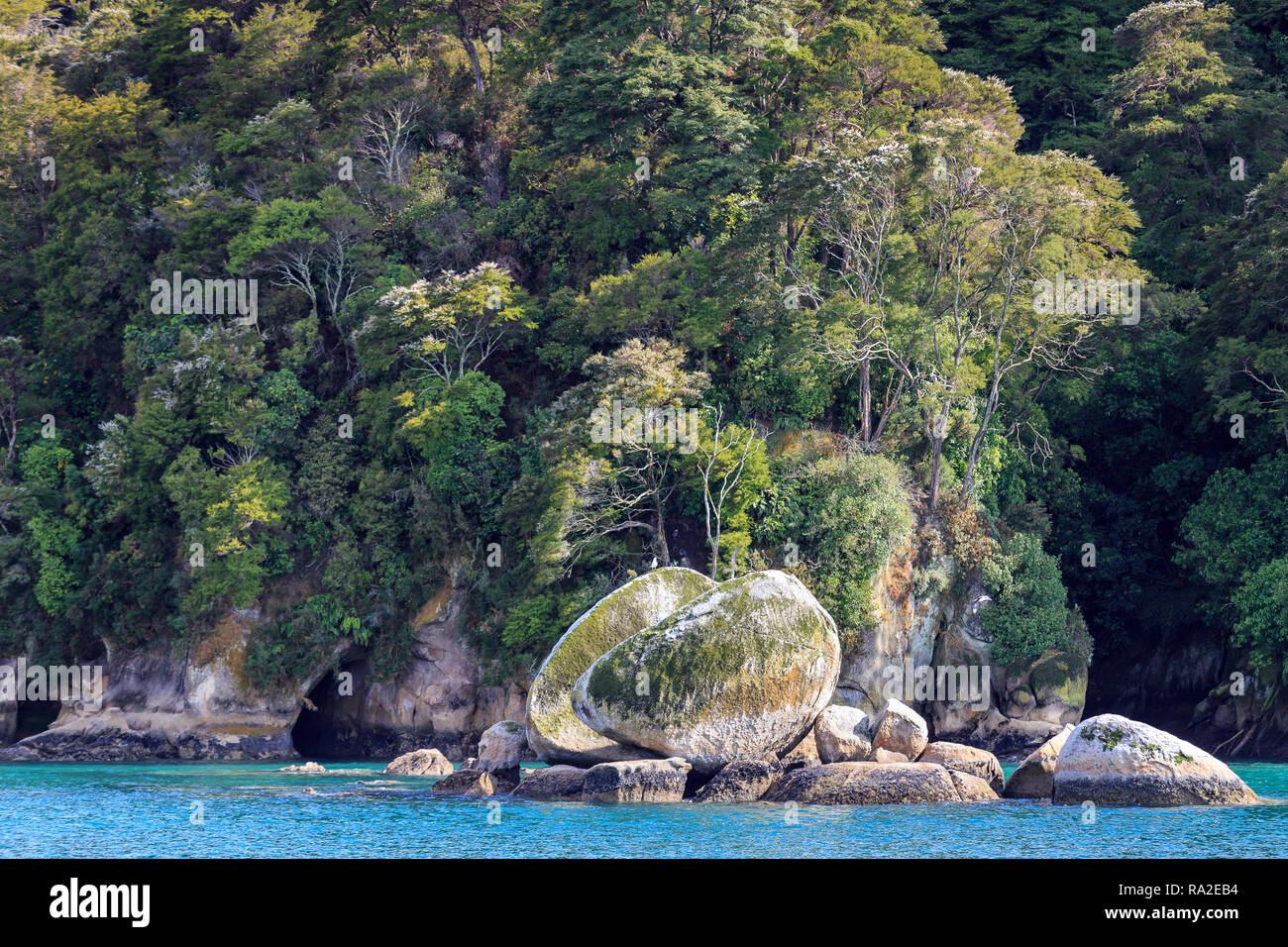 Split Apple Rock seen from the water with caves and rocky outcrops behind, Abel Tasman National Park. The tree in flower is the kamahi (Weinmannia rac Stock Photo