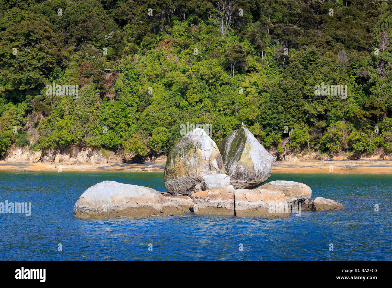 Split Apple Rock seen from the water with shoreline and rocky outcrops behind, and a black-backed gull perched on top, Abel Tasman National Park. Stock Photo