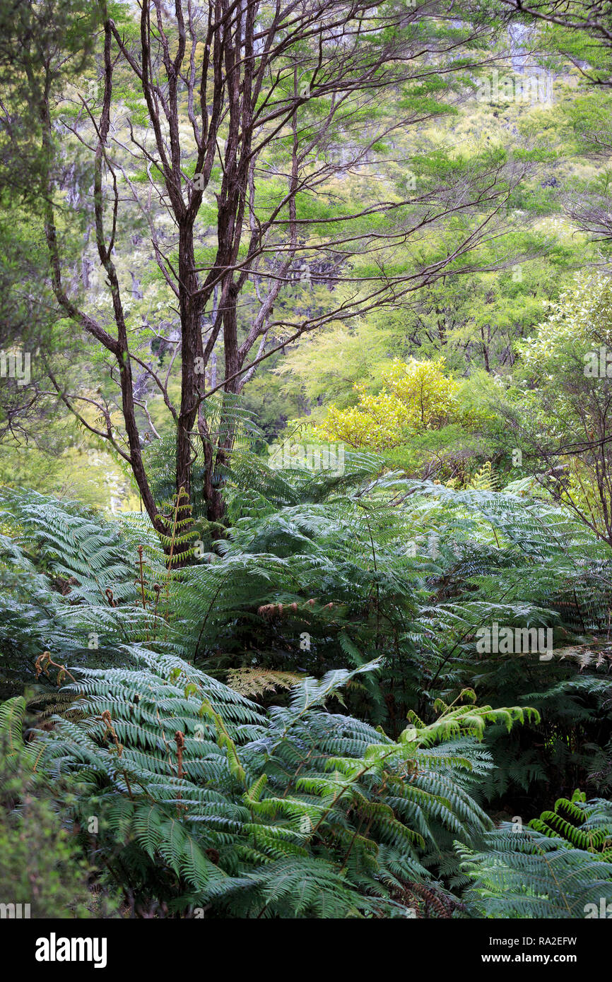 Kanuka, or White tea tree (Kunzea ericoides) with understory of ferns in Abel Tasman National Park. Stock Photo