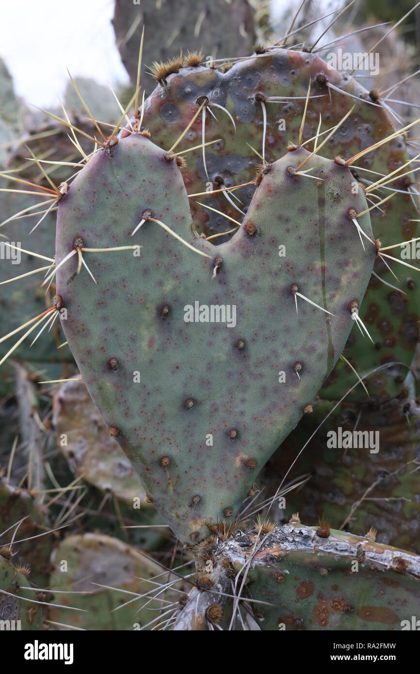 Thorny heart shaped cactus Stock Photo