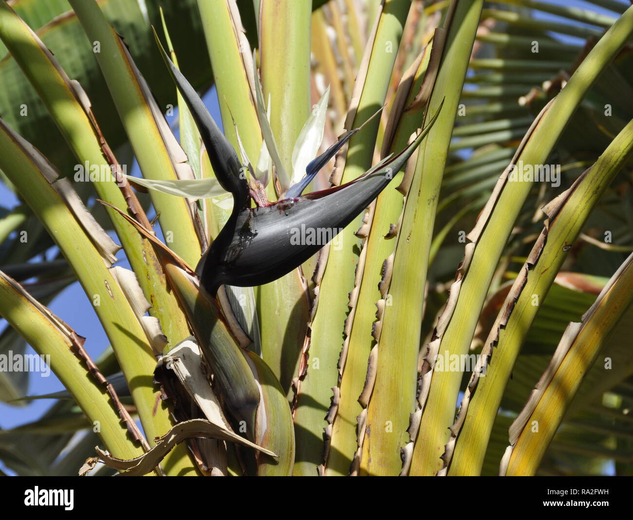 Flower of Ravenala Madagascariensis Stock Photo - Image of flower, circle:  97525928