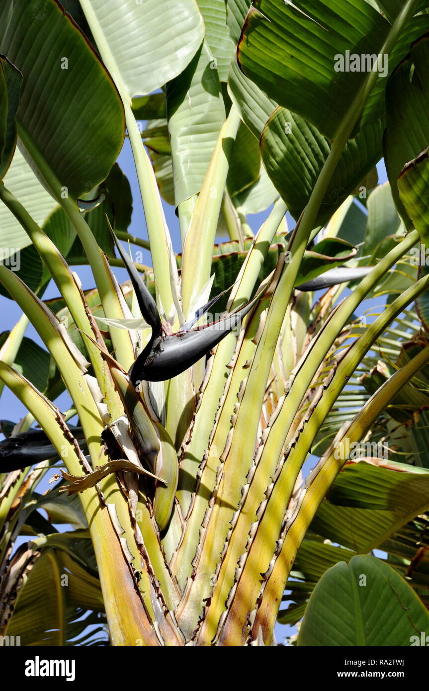 Travelers tree Ravenala madagascariensis with flower Stock Photo - Alamy