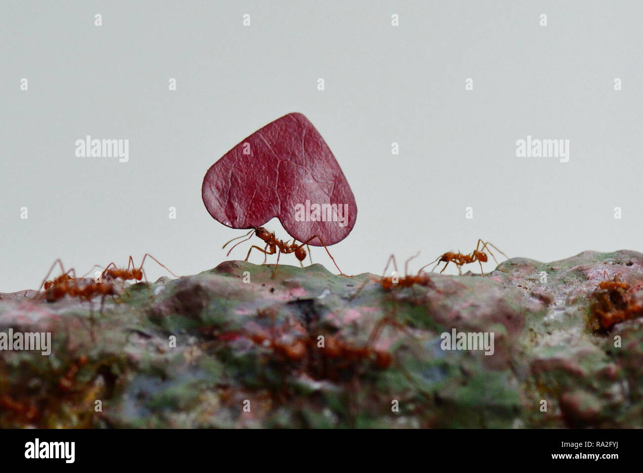 Leaf cutter ants carrying leaves to their final destination. Stock Photo