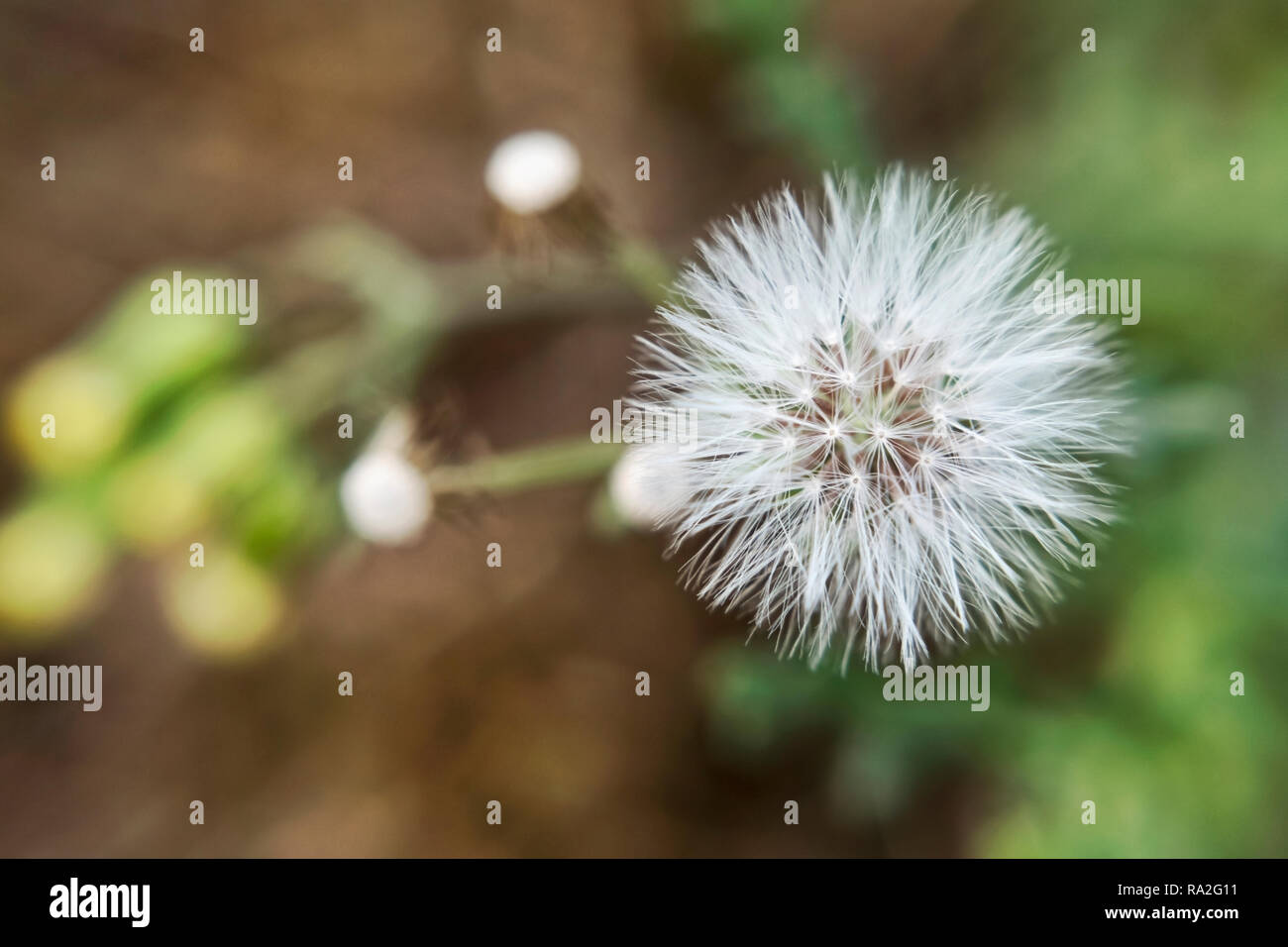 The fruit of the common groundsel close-up on the background of inflorescences fluffy flower Stock Photo