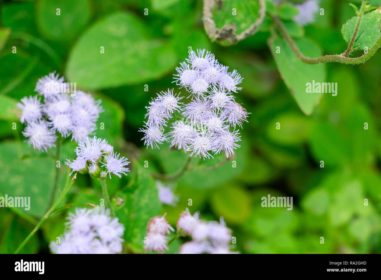 Blue mistflower (Conoclinium coelestinum) - Pembroke Pines, Florida, USA Stock Photo