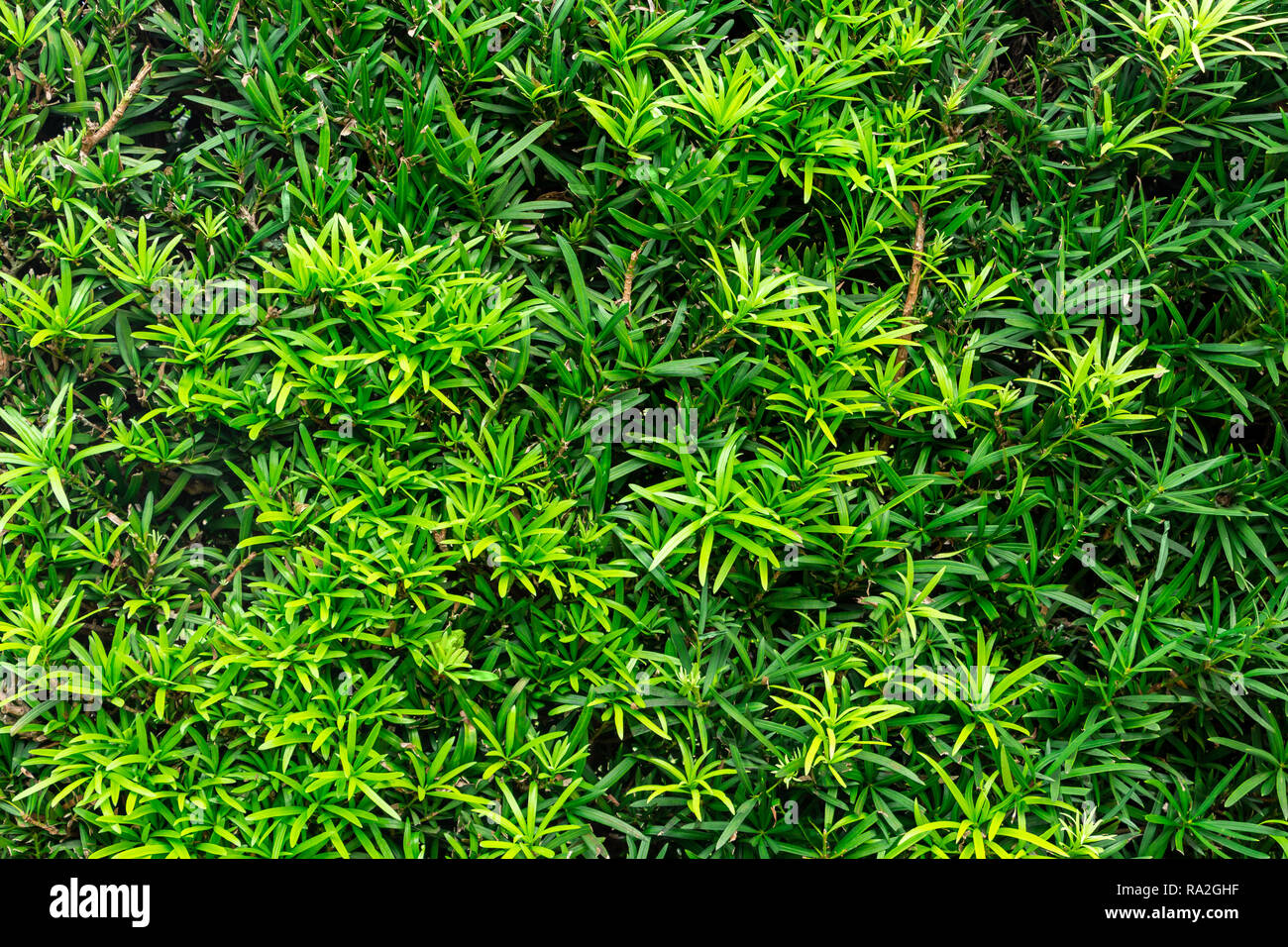 Buddhist pine (Podocarpus macrophyllus) - Pembroke Pines, Florida, USA Stock Photo