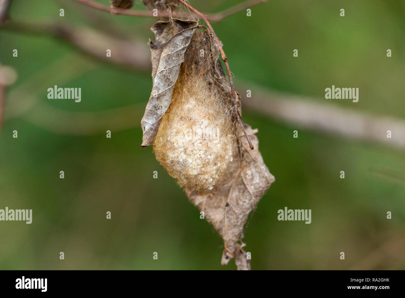 Polyphemus moth cocoon (Antheraea polyphemus) - Long Key Natural Area, Davie, Florida, USA Stock Photo
