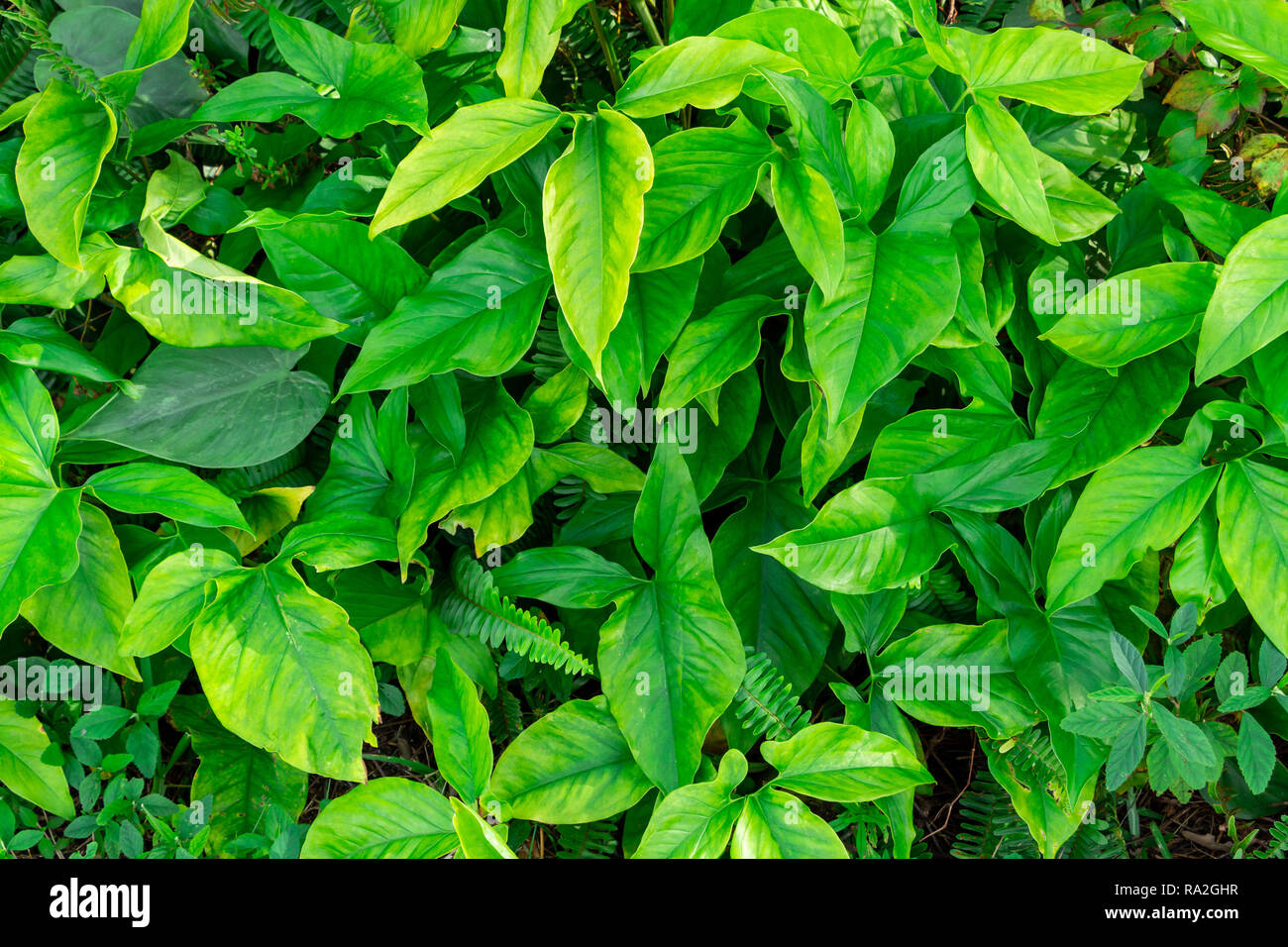 American evergreen (Syngonium podophyllum) - Long Key Natural Area, Davie, Florida, USA Stock Photo
