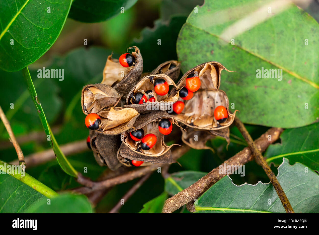 Rosary pea (Abrus precatorius) seeds closeup - Long Key Natural Area, Davie, Florida, USA Stock Photo