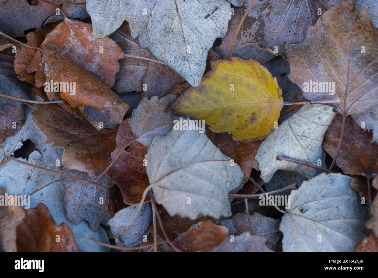 Fallen leaves in autumn, Gallur, Aragón (Spain) Stock Photo