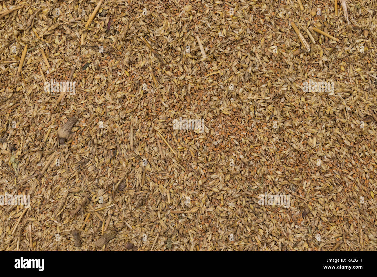 Grain texture in Borja, Aragón (Spain) Stock Photo