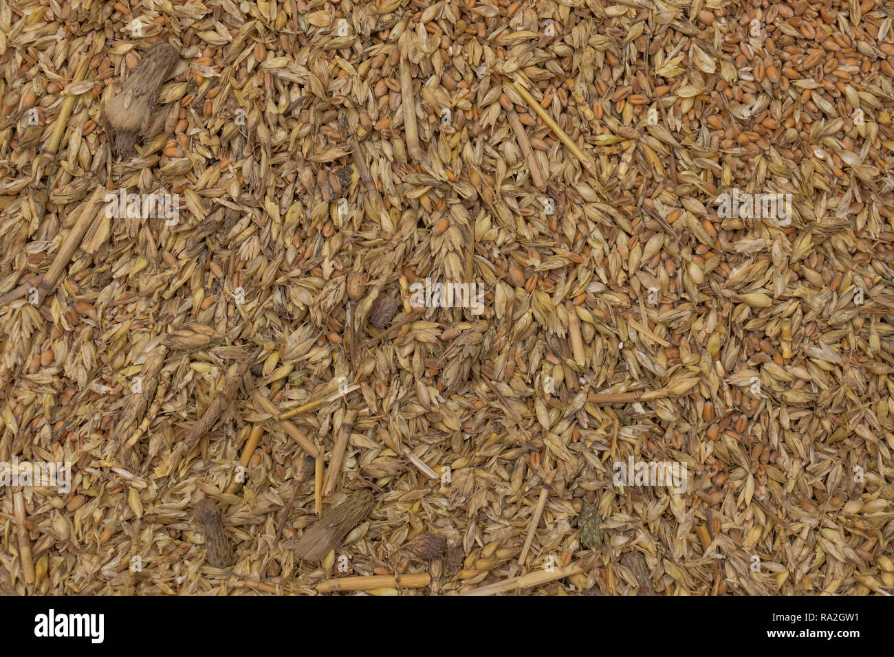 Grain texture in Borja, Aragón (Spain) Stock Photo