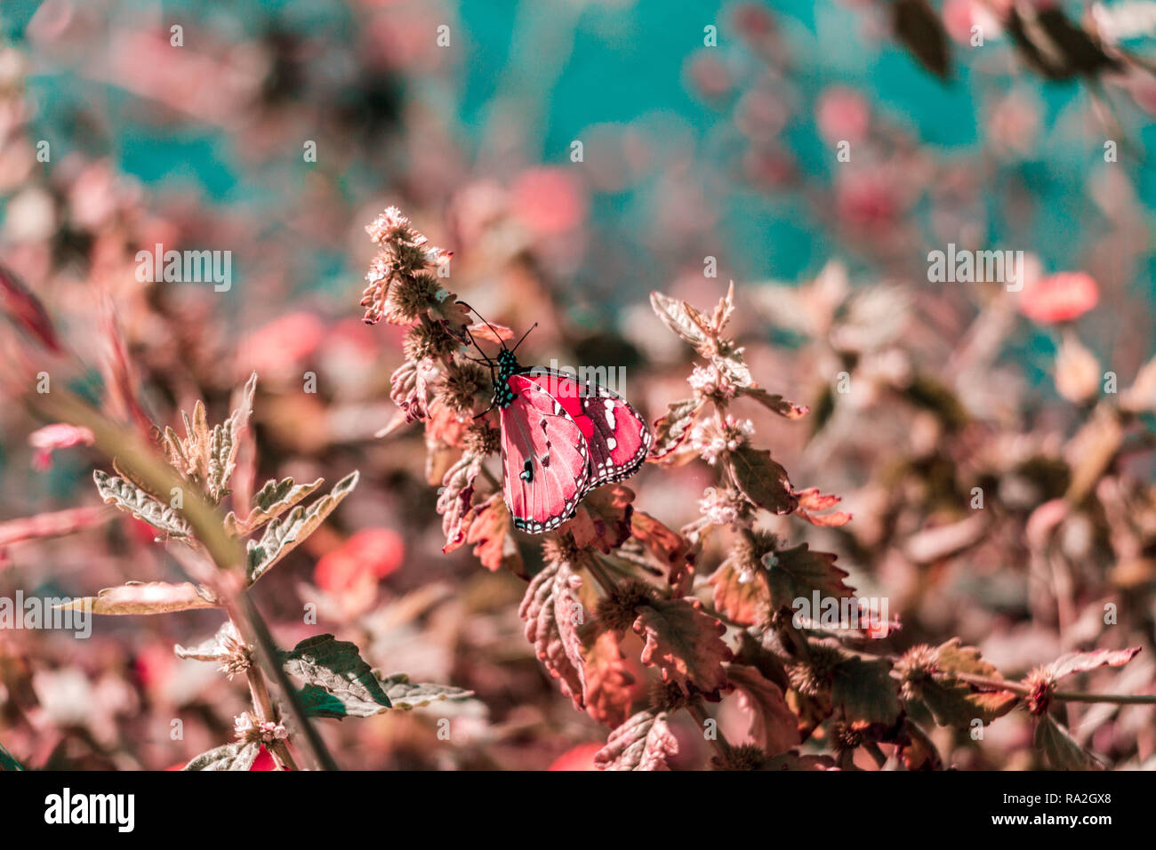 Butterfly sitting on a flower Stock Photo - Alamy