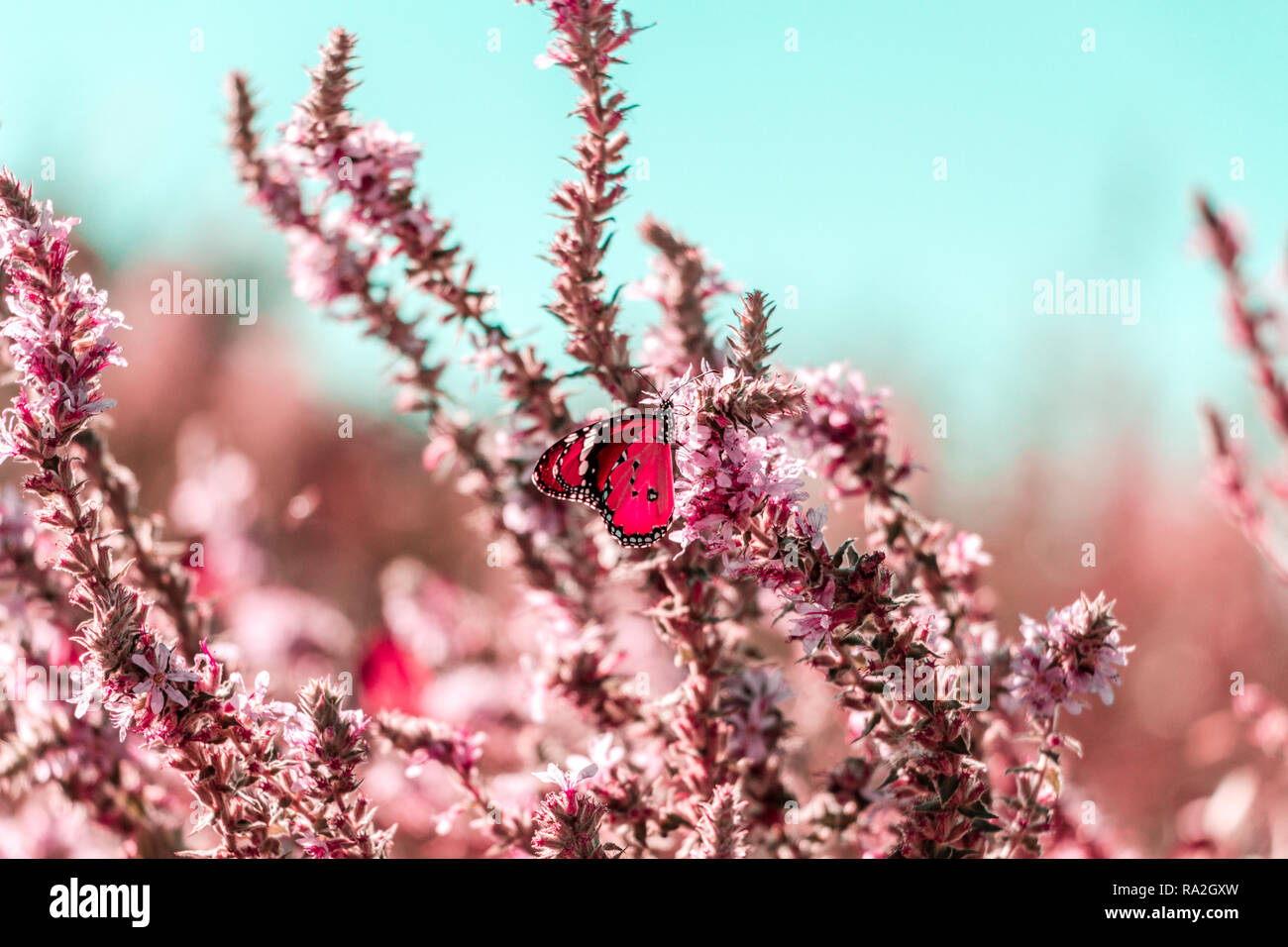 Butterfly sitting on a flower Stock Photo - Alamy