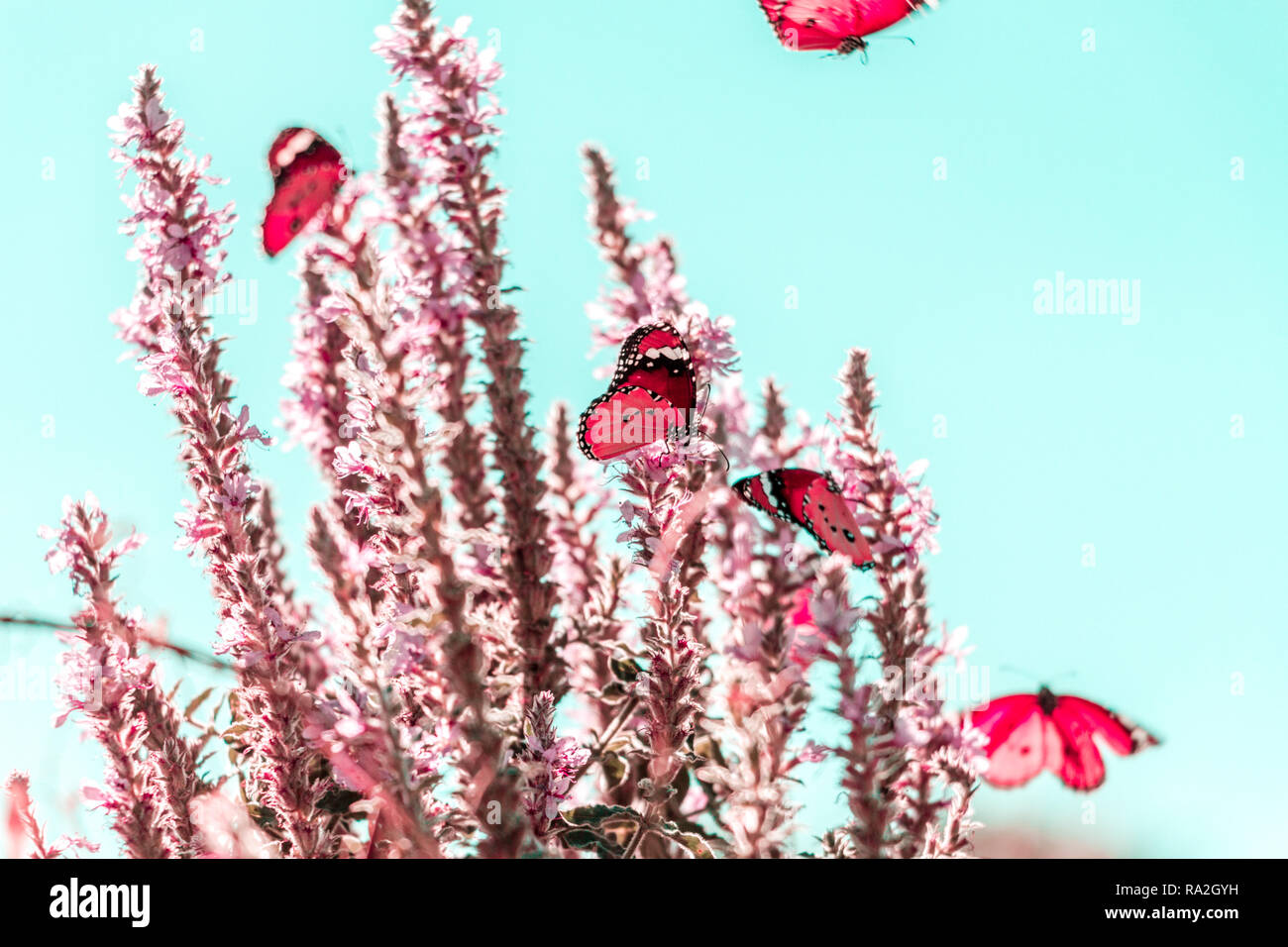Butterfly sitting on a flower Stock Photo - Alamy