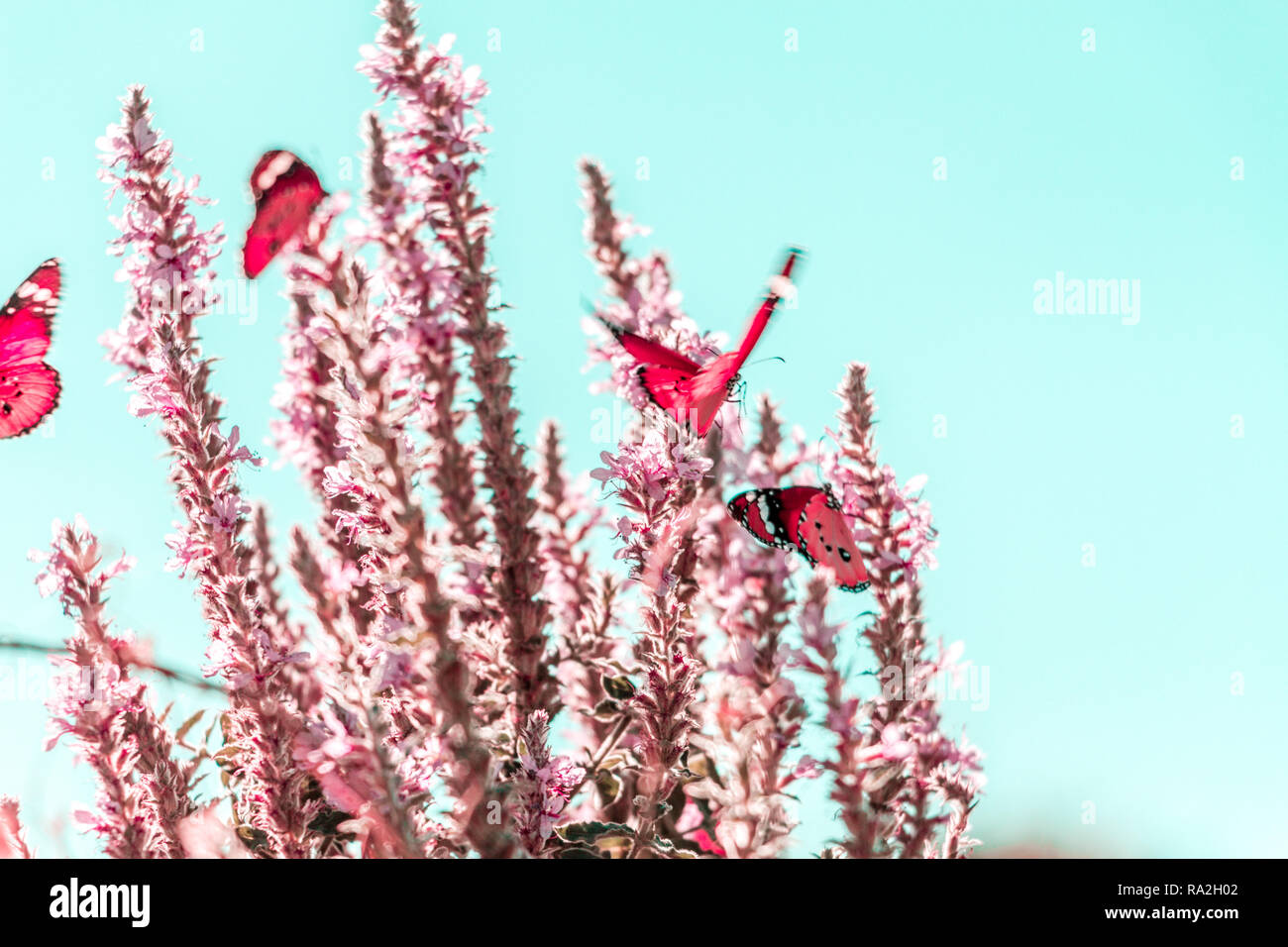 Butterfly sitting on a flower Stock Photo - Alamy