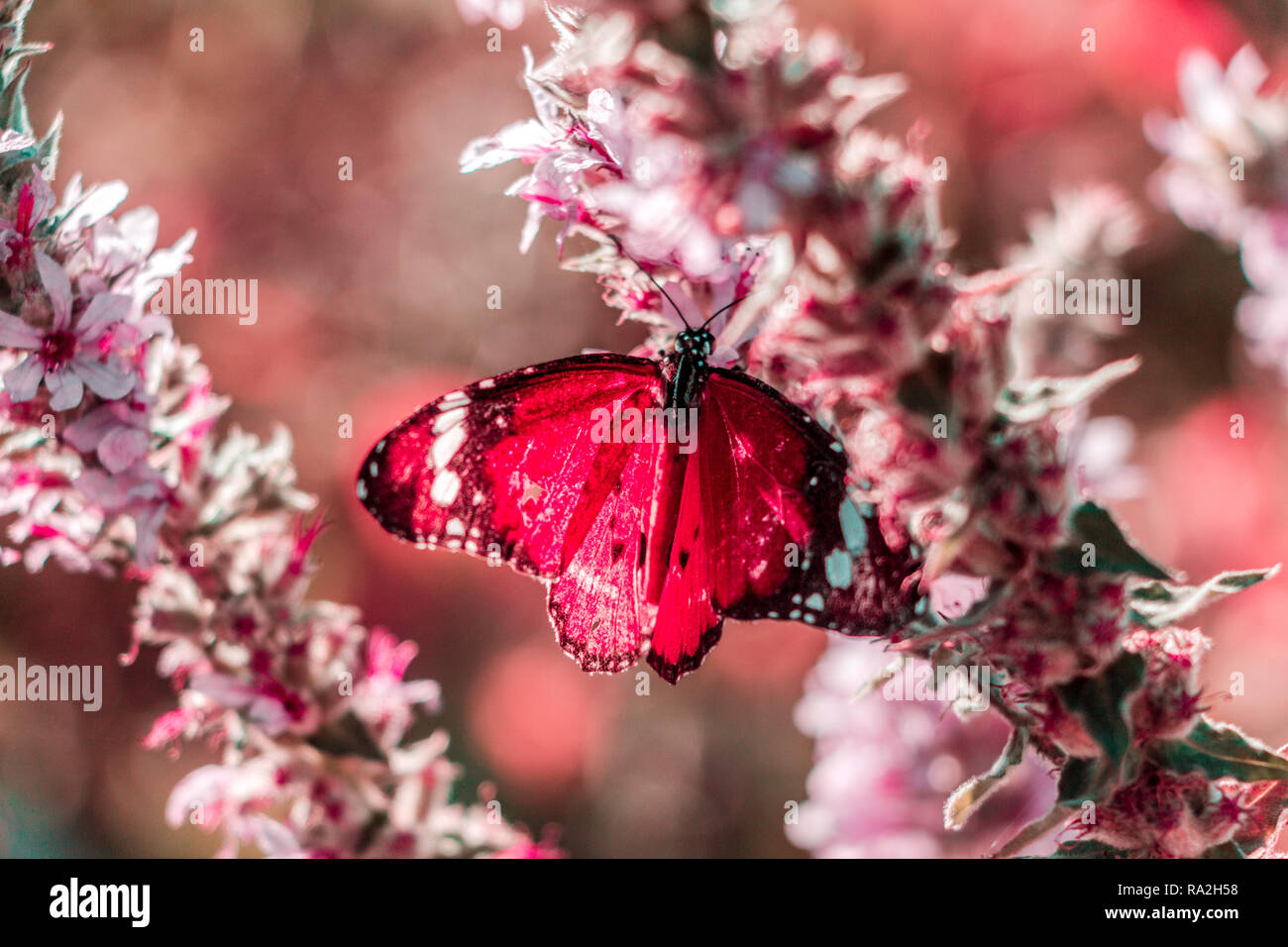 Butterfly sitting on a flower Stock Photo - Alamy